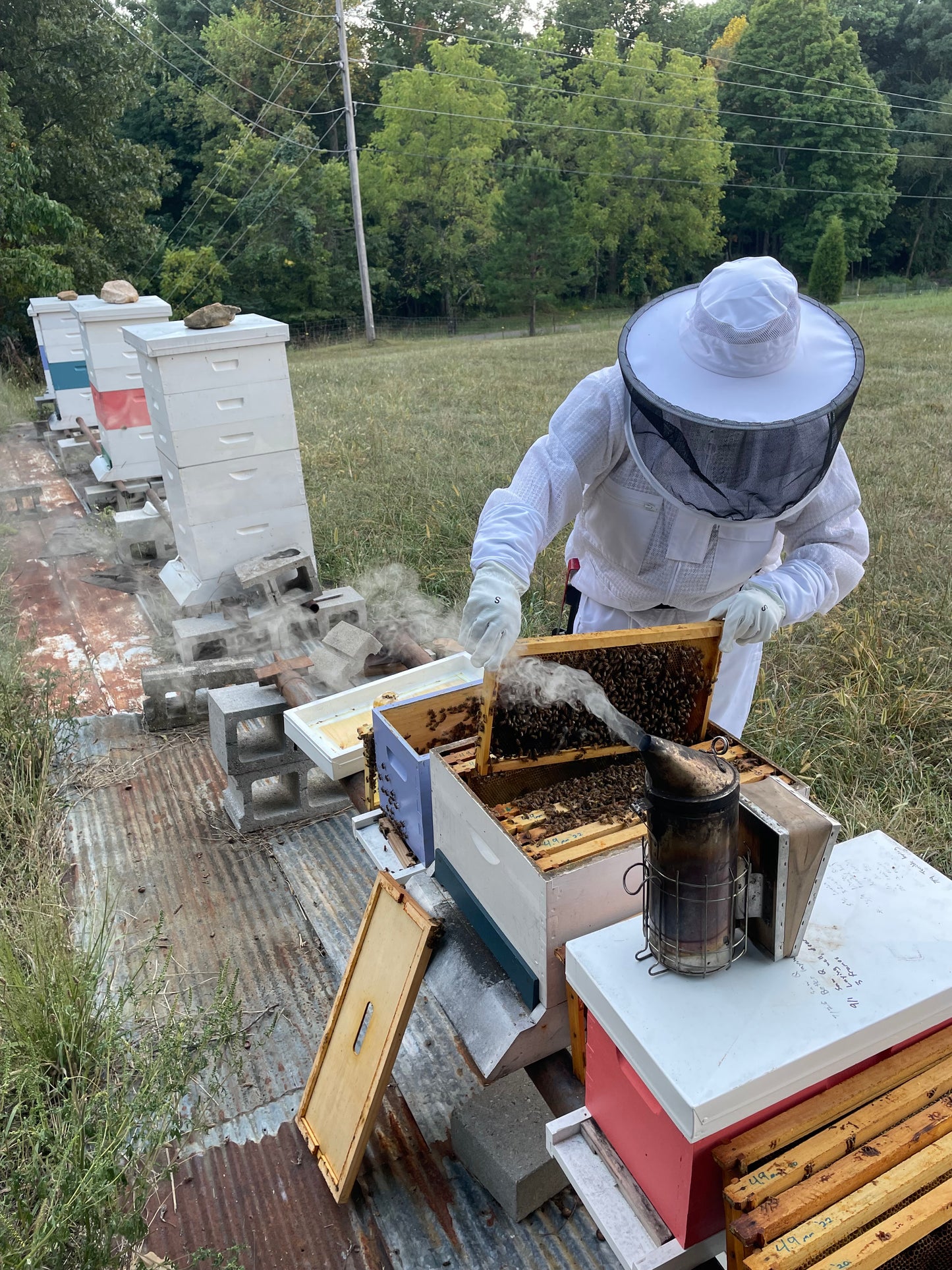 Private Beekeeping Lessons
