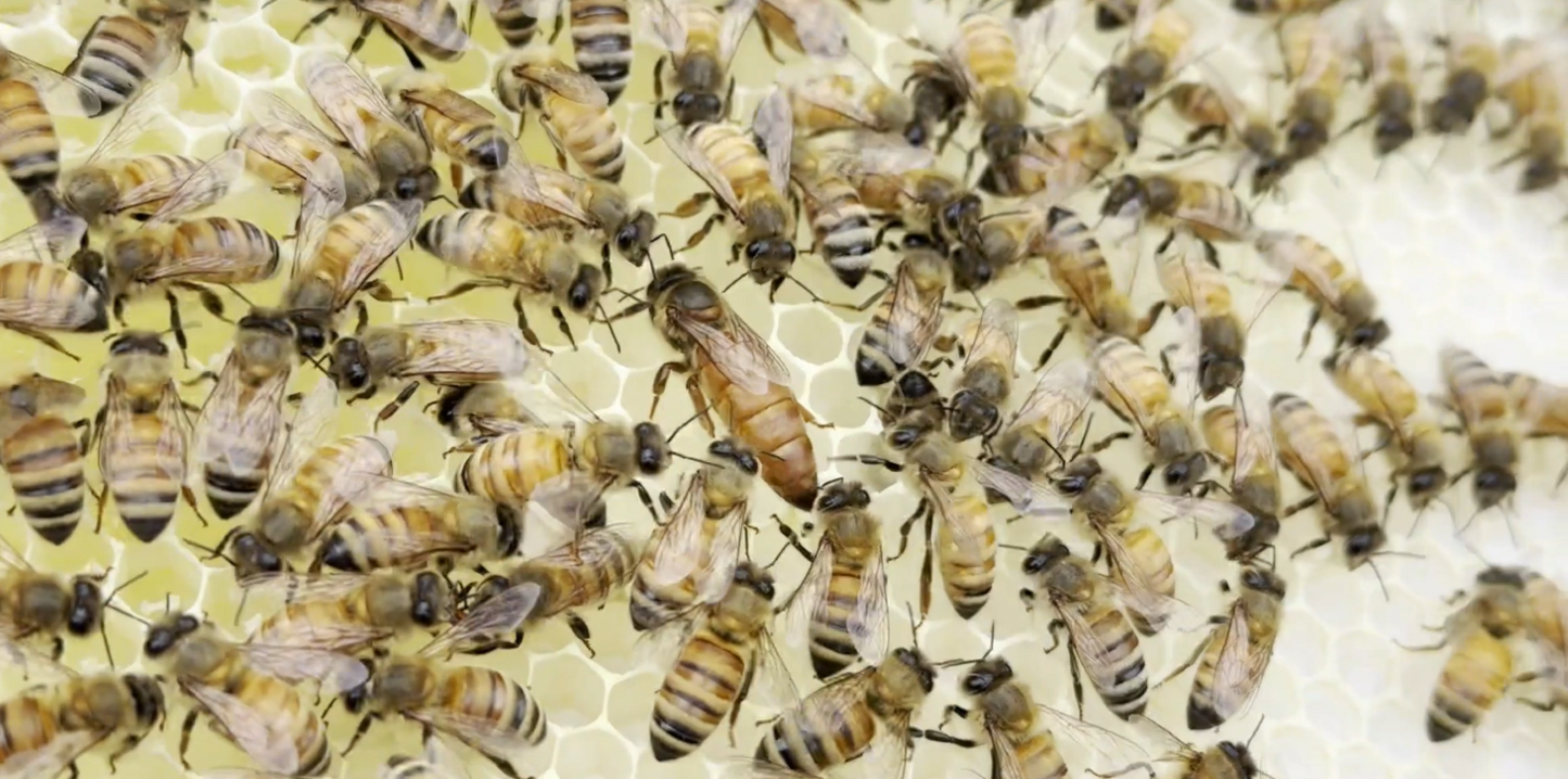 Beekeeper for a Day - An Immersive Beekeeping Experience