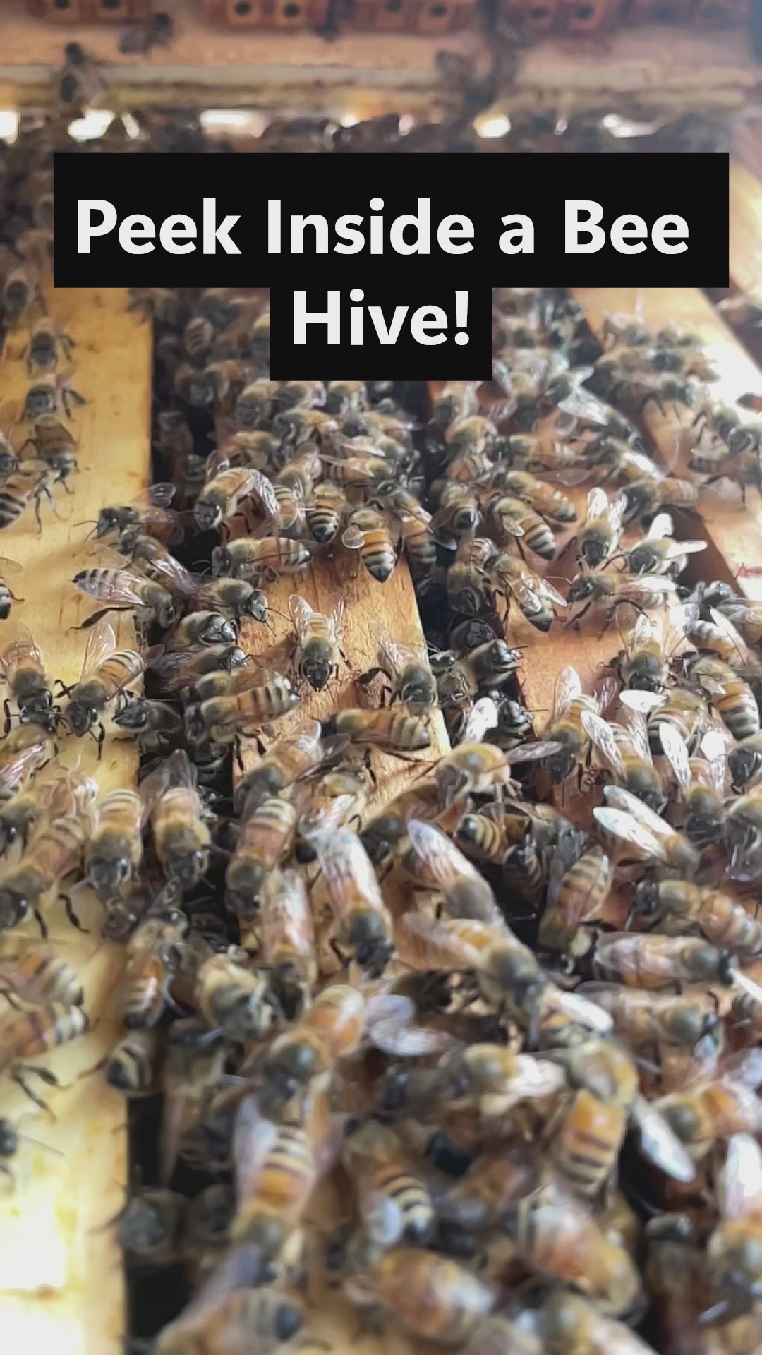Beekeeper for a Day - An Immersive Beekeeping Experience – Growing ...