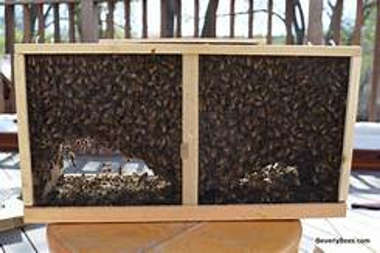 Package Bees and Nucs