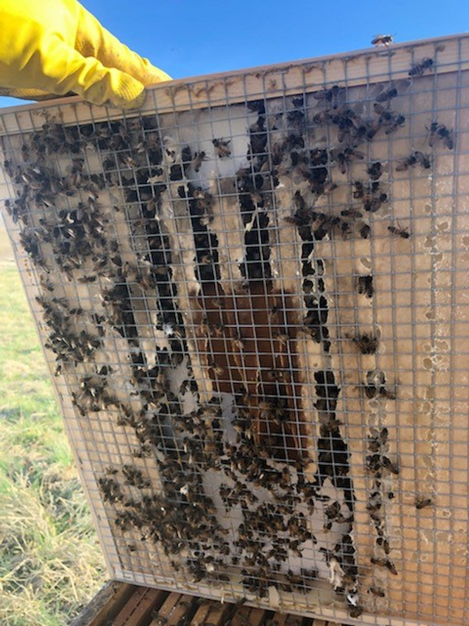 DRB Winter Feed Board for 8 Frame Hives