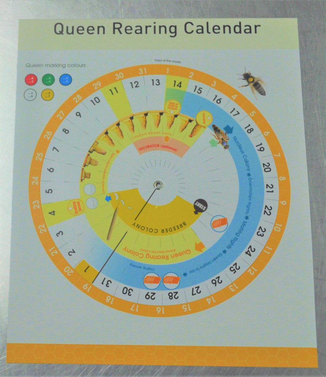 Queen Rearing Calendar – Growing Success Bee Company, LLC